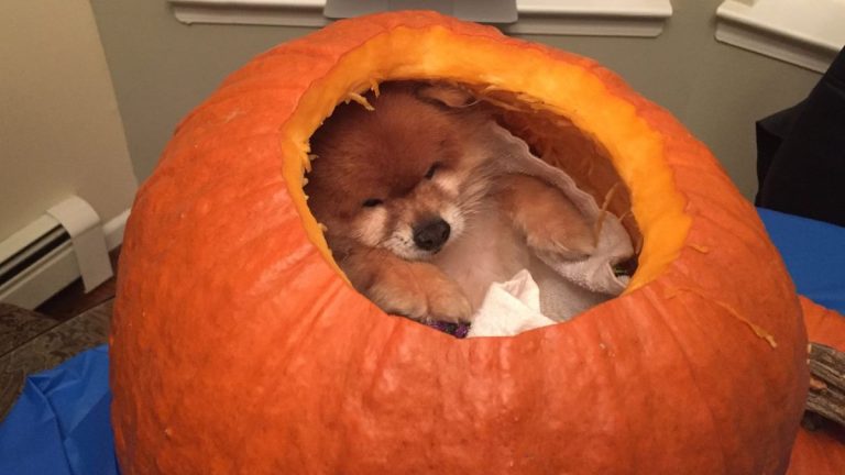 16 Dogs Who Are So Ready For Halloween