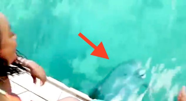 Dolphin Retrieves Woman’s Phone From The Bottom Of The Ocean