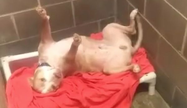 dog in shelter wants cuddles