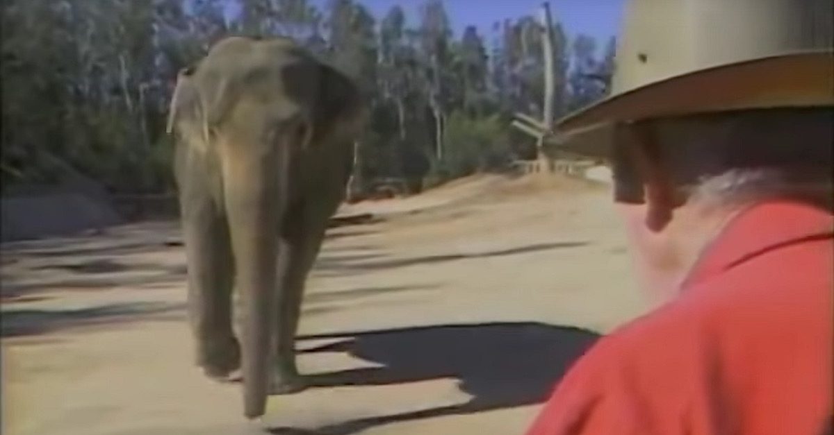 elephant trainer reunion