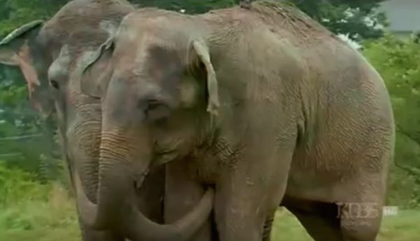 elephants-1
