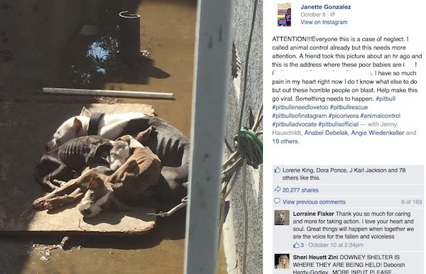 Disturbing Photo Posted To Social Media Helps Save Nine Emaciated Dogs