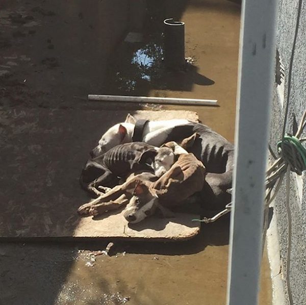 emaciated-dogs