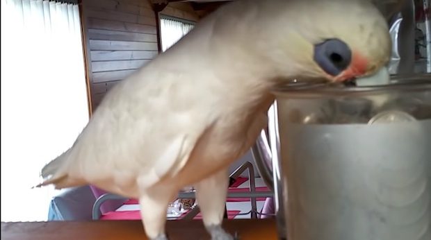 eric the parrot