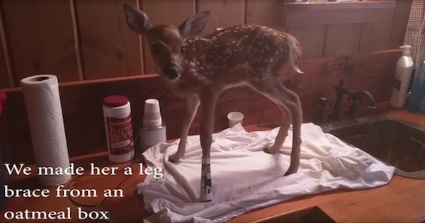 fawn-rescue-2