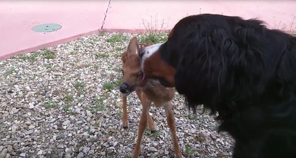 fawn-rescue-3