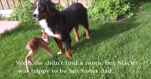 fawn-rescue-4