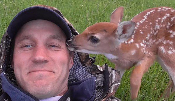 fawn rescue