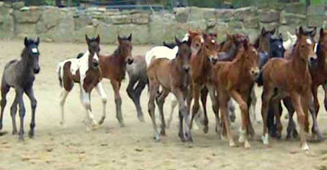 nurse mare foals