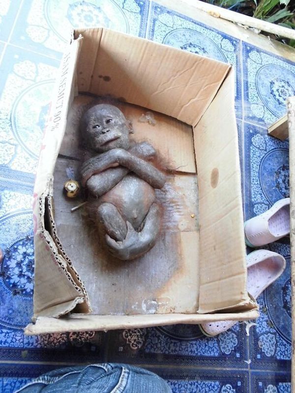 baby orangutan rescue