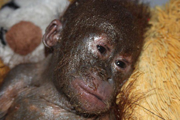 baby orangutan rescue