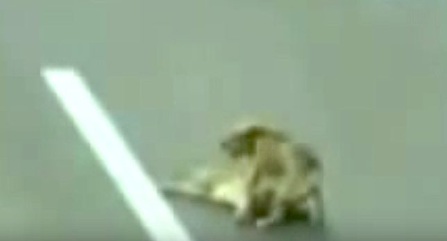 heroic highway dog