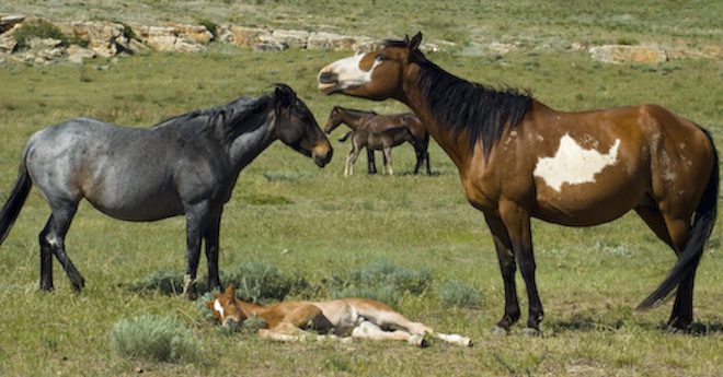 wild horses