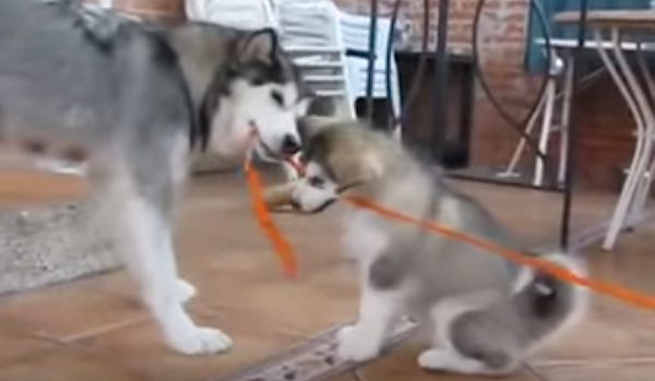 Husky Mom Plays Incredibly Cute Game Of Tug-Of-War With Puppies