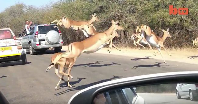 Impala Antelope Escaping Cheetahs Surprise Safari Tourists
