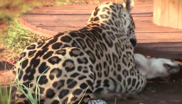 Jack Russell Terrier And Jaguar Are Unlikely Best Friends