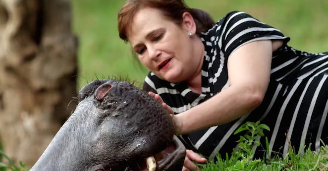 jessica the hippo