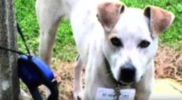 Homeless Woman’s Kindness Towards Abandoned Dog Changes Both Their Fortunes