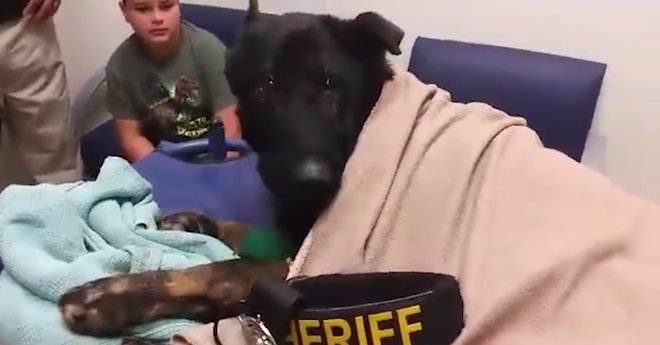 K9 Argo farewell