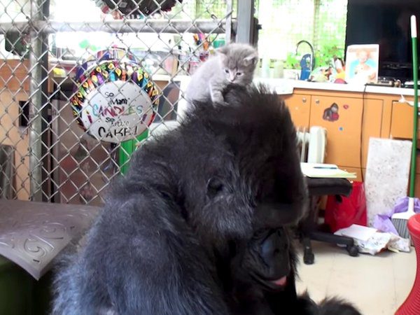 koko-kitten