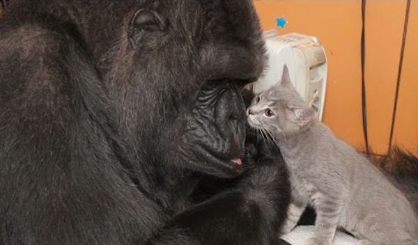 koko with kitten