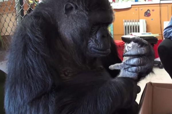 koko1