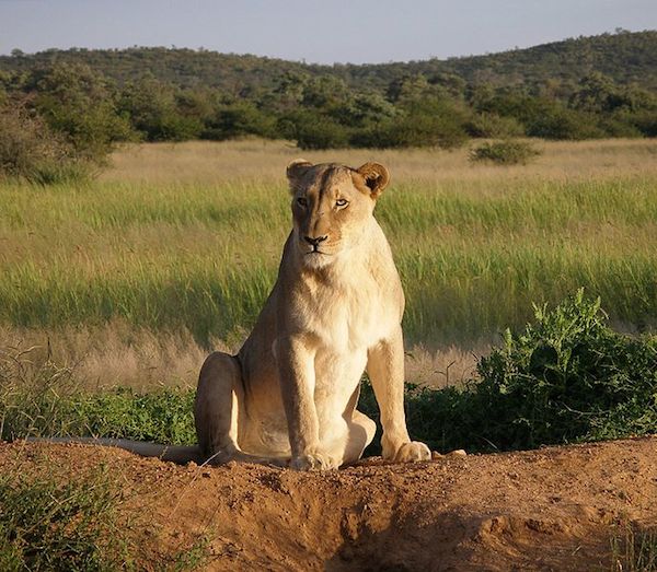 lioness