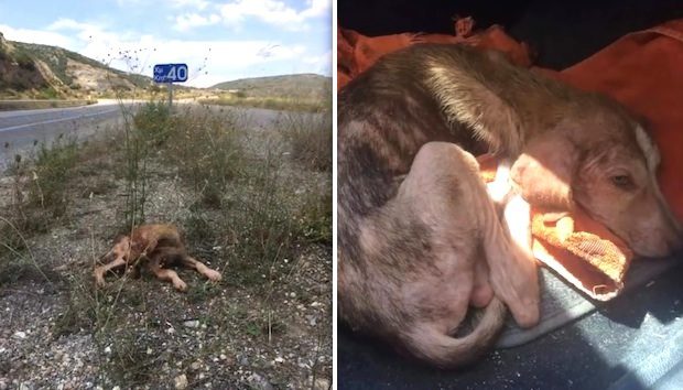 melios dog rescue