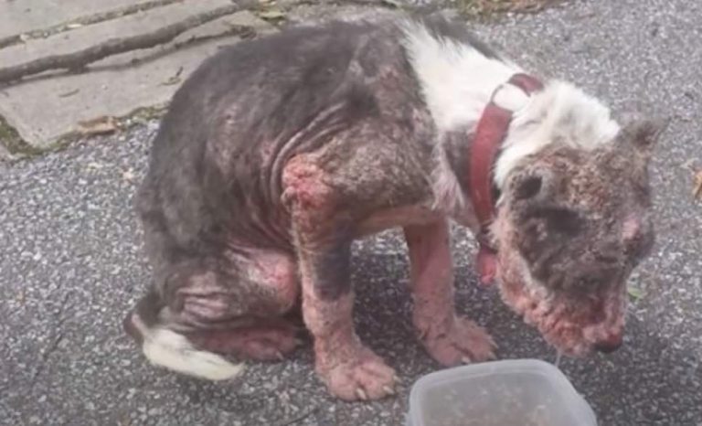 Rescuers Find Mangy Dog Looking Like A Burn Victim Wandering The Streets