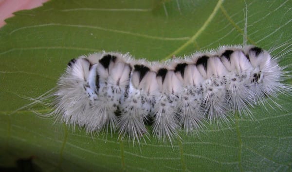 moth-caterpillar