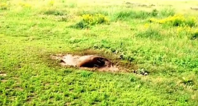 Dogs Having The Time Of Their Lives Playing in Mud