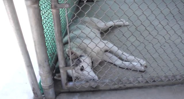 nate rescue story