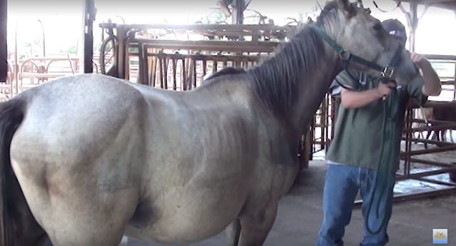nova the pregnant horse