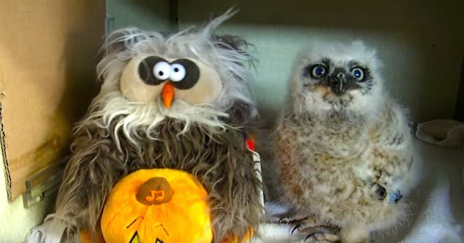 Baby Owl Singing To ‘Monster Mash’ With A Toy Owl Is The Best Halloween Treat Ever