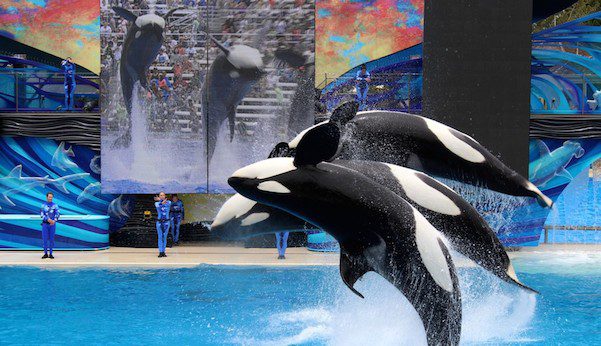 SeaWorld Banned From Breeding Orca If They Proceed With California Expansion