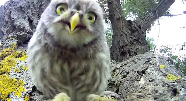 baby owls in tree