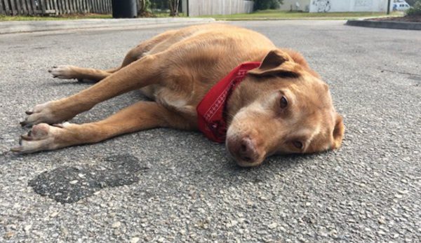 Loyal Dog Refuses To Leave Scene Of Accident That Took His Human’s Life