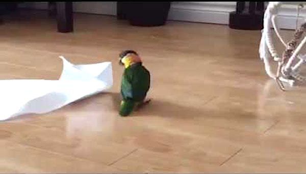 Parrot  Adorably Freaks Out When He Finds A Paper Towel To Play With