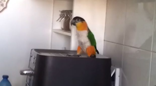 parrot riverdancing