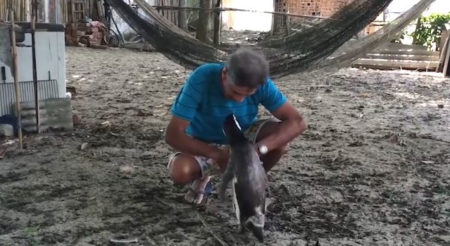 Man Makes Unlikely Friend After Saving A Penguin And Returning Him To The Wild