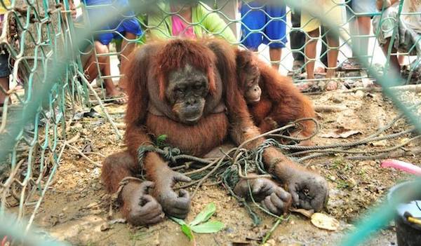 orangutan rescue