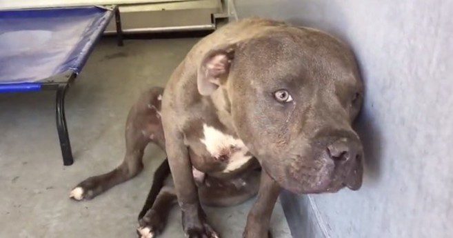 Pit Bull Rescued From Dog Fighting Just Felt Love For The First Time