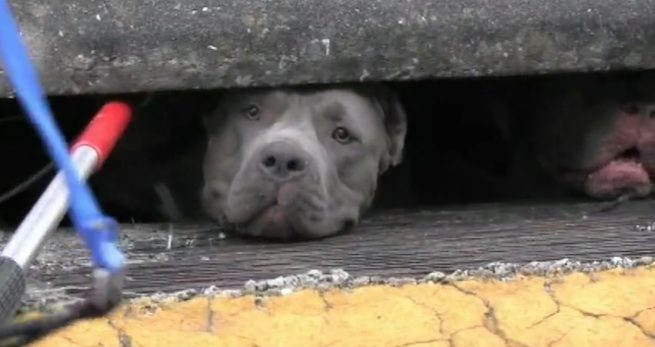 pit bulls stuck in sewer