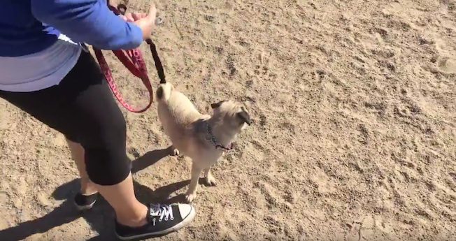 pug in park