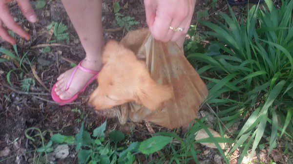 puppy-plastic-bag-3