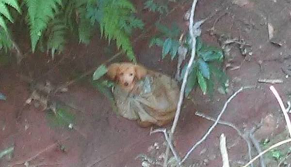 Puppy Left To Die In Plastic Bag Saved By One Facebook Post