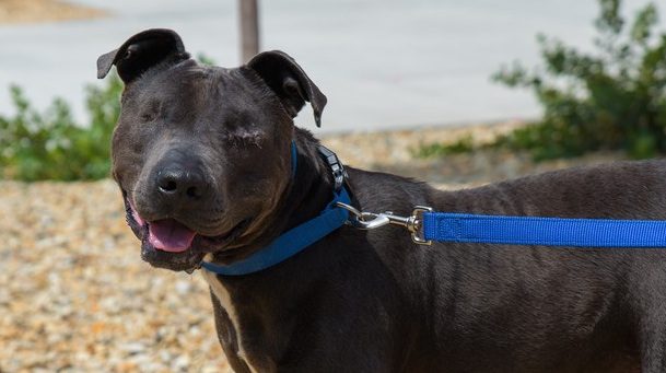 Raj the Pit Bull