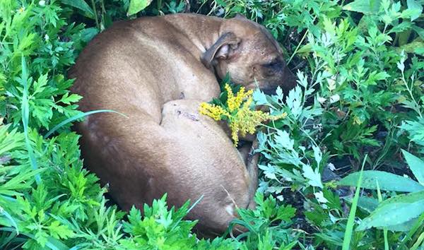 Dying Pit Bull Had Lost All Hope When Kids Found Him In The Grass Just In Time