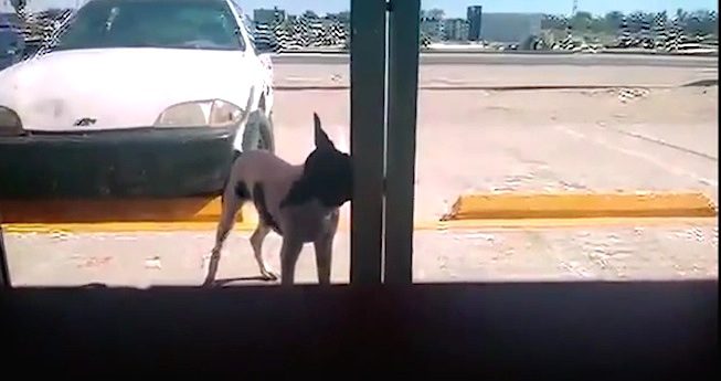 dog rescues himself