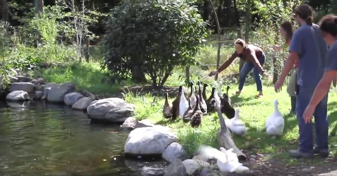 rescued ducks